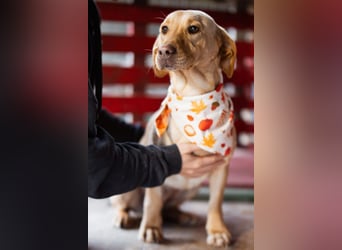 Sally ❤️ kuschlige, ruhige Labi-Hündin