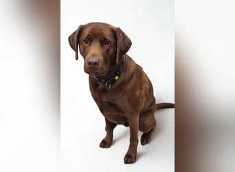 Nacho ❤️ sensible, loyale Fellnase