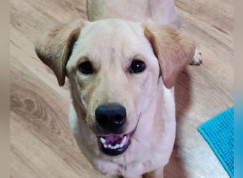 Nelio ❤️ junger, verspielter Labi-Mix