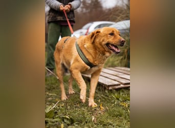 Roki ❤️ lieber, verschmuster Familienhund