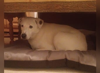 Labi-Boxer-Rüde ♥SNOW♥ sanft und lieb wartet bereits in 86925 Fuchstal-Leeder