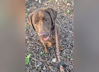 Nacho ❤️ sensible, loyale Fellnase