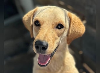 Nelio ❤️ junger, verspielter Labi-Mix