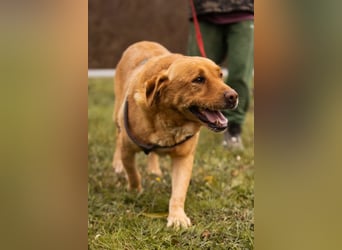 Roki ❤️ lieber, verschmuster Familienhund