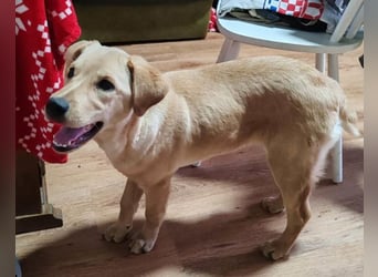 Nelio ❤️ junger, verspielter Labi-Mix