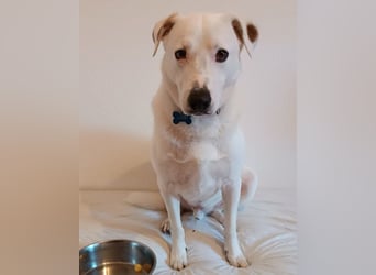 Labi-Boxer-Rüde  ♥ SNOW ♥  sanft und lieb und ruhig