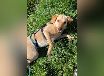 Nelio ❤️ wartet in 09648 Mittweida auf dich