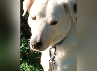 Labi-Boxer ♥SNOW♥ wartet bereits in 80993 München auf seine treue Familie