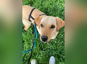 Nelio ❤️ wartet in 01640 Coswig auf deinen Besuch