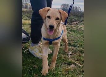 Nelio ❤️ junger, verspielter Labi-Mix