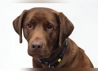 Nacho ❤️ sensible, loyale Fellnase