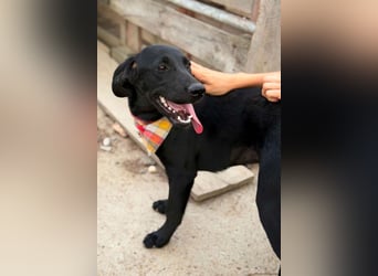 Labbi-Mix GABY❤️albern, liebenswert und ein Herz aus Gold