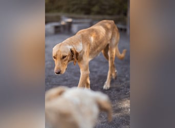 Danny ❤️ aktiver & goldiger Hundebub