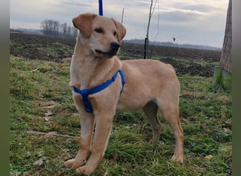 Nelio ❤️ junger, verspielter Labi-Mix