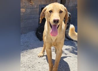 Danny ❤️ aktiver & goldiger Hundebub