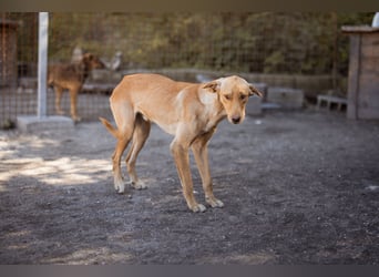Dany ❤️ aktiver, aufgeschlossener & goldiger Hundebub