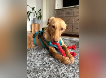 Dany ❤️ wartet bereits in 23617 Stockelsdorf