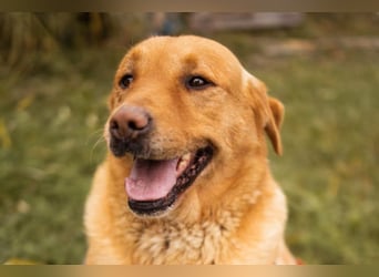 Roki ❤️ lieber, verschmuster Familienhund