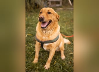 Roki ❤️ lieber, verschmuster Familienhund