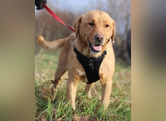 Roki ❤️ lieber, verschmuster Familienhund
