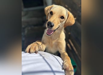 Nelio ❤️ junger, verspielter Labi-Mix