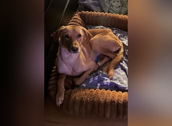 Dany ❤️ wartet bereits in 23617 Stockelsdorf