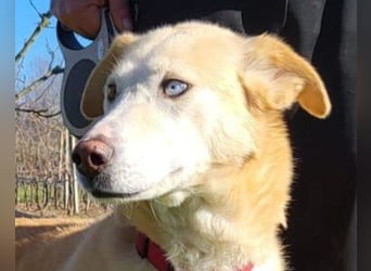 Sanftmütige Nala kennt das Leben im Haus