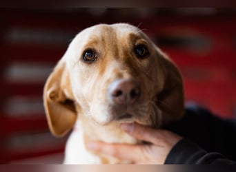 Sally ❤️ kuschlige, ruhige Labi-Hündin