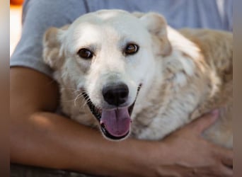 Lola ❤️ intelligente, verschmuste Hündin