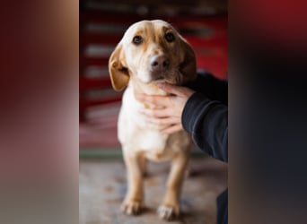 Sally ❤️ kuschlige, ruhige Labi-Hündin