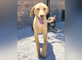 Dany ❤️ aktiver, aufgeschlossener & goldiger Hundebub