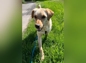 Nelio ❤️ wartet in 09648 Mittweida auf dich