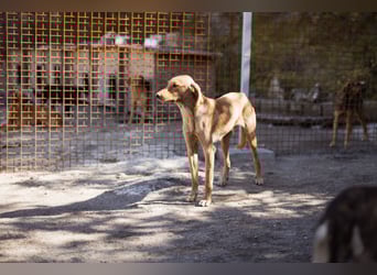 Dany ❤️ aktiver & goldiger Hundebub