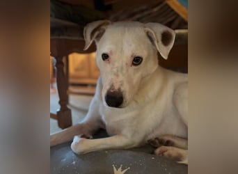 Labi-Boxer-Rüde ♥SNOW♥ sanft und lieb wartet bereits in 86925 Fuchstal-Leeder