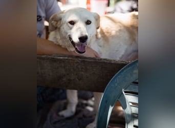 Lola ❤️ intelligente, verschmuste Hündin Lola ❤️ intelligente, verschmuste Hündin