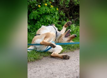 Nelio ❤️ wartet in 01640 Coswig auf deinen Besuch