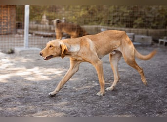 Danny ❤️ aktiver & goldiger Hundebub