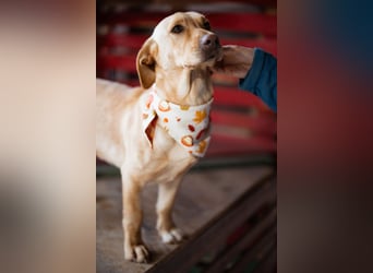 Sally ❤️ kuschlige, ruhige Labi-Hündin