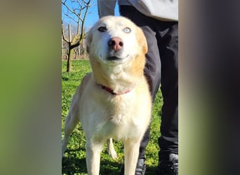 Sanftmütige Nala kennt das Leben im Haus