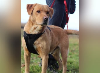 Roki ❤️ lieber, verschmuster Familienhund