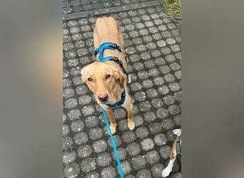 Dany ❤️ wartet bereits in 23617 Stockelsdorf