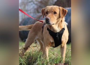 Roki ❤️ lieber, verschmuster Familienhund