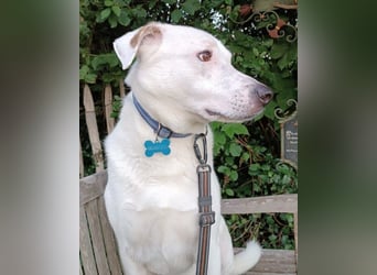 Labi-Boxer-Rüde ♥SNOW♥ sanft und lieb wartet bereits in 86925 Fuchstal-Leeder