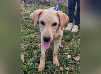 Nelio ❤️ junger, verspielter Labi-Mix