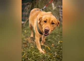 Roki ❤️ lieber, verschmuster Familienhund