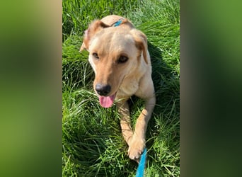 Nelio ❤️ wartet in 09648 Mittweida auf dich