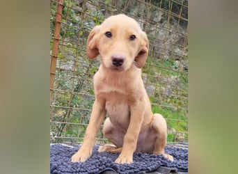 Danny ❤️ aktiver & goldiger Hundebub