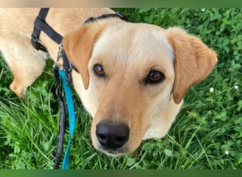 Nelio ❤️ wartet in 09648 Mittweida auf dich