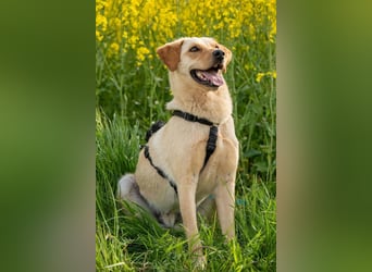 Nelio ❤️ wartet in 01640 Coswig auf deinen Besuch