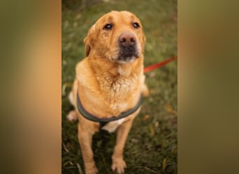Roki ❤️ lieber, verschmuster Familienhund